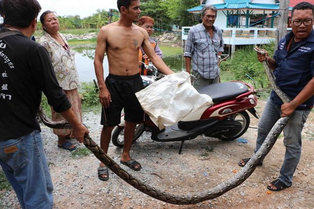 Trong ảnh là con trăn khổng lồ trước khi bị nhét vào bao tải. (Nguồn Mop)