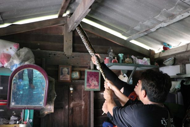 Cha của bé gái, anh Sirichai Wongsuu, 35 tuổi, sợ rằng con trăn khổng lồ có thể tấn công và ăn thịt con gái, ngay sau khi phát hiện điều kinh hoàng, anh đã gọi ngay cho đội cứu hộ địa phương và chuyên gia bắt rắn thuộc trung tâm cứu hộ động vật hoang dã. (Nguồn Mop)