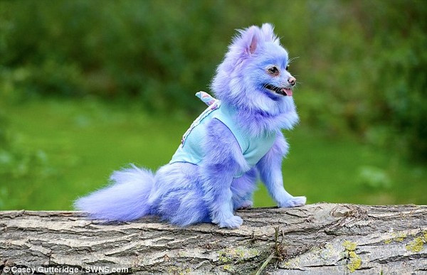 Ngoài màu lông màu xanh, Harvey Moon còn thường xuyên được chủ nhân nhuộm lông sang màu tím oải hương và hồng. (Ảnh: Dailymail)