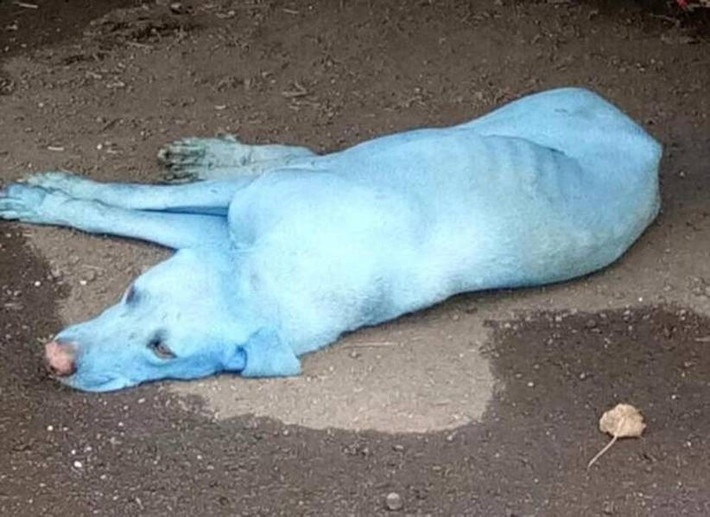 Trên cơ sở đó, các nhà bảo vệ quyền lợi động vật đã tiến hành tố cáo ủy ban phòng chống ô nhiễm môi trường vì những tắc trách trong quá trình quản lý xử lý hóa chất từ các xí nghiệp thải ra. Đồng thời, họ cũng lên án hành vi gây ảnh hưởng nghiêm trọng đến sức khỏe động vật của những xí nghiệp, nhà máy tại địa phương. (Nguồn Sina)