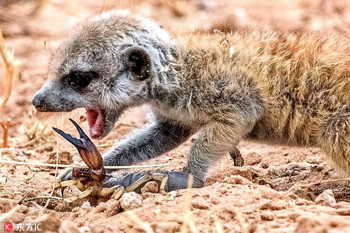 Chẳng ngờ cầy meerkat con tuy mới đẻ ra chưa được bao lâu nhưng đã vô cùng dũng mãnh. Đối mặt với bọ cạp sở hữu nọc độc, nó không hề run sợ, trái lại sẵn sàng lao lên và nếm thử hương vị bọ cạp xem thế nào. (Ảnh: Sina)