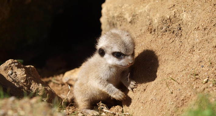 Chính vì thế, một con cầy meerkat con ngay từ khi mới đẻ ra được vài ngày đã có thể xơi tái cả một con bọ cạp cực độc mà chẳng hề hấn gì. (Ảnh: Pinterest)