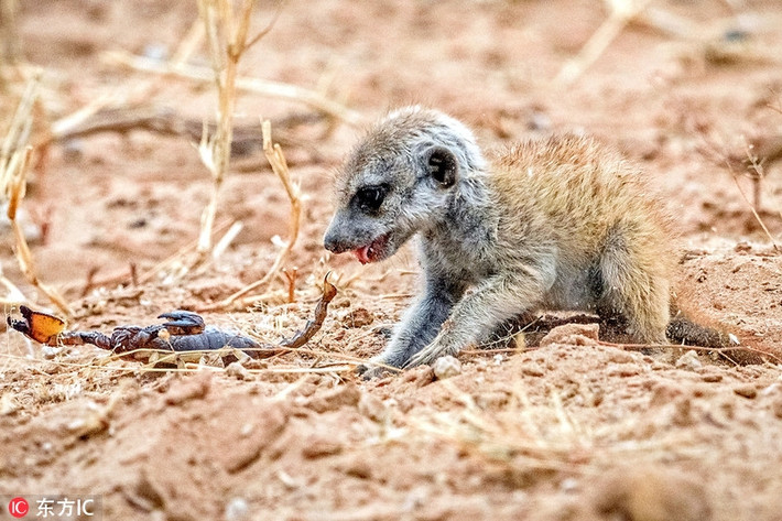 Nhiếp ảnh gia động vật hoang dã ở Nam Phi, Neal Cooper trong chuyến ghé thăm công viên Kgalagadi Transfrontier và ghi lại được khoảnh khắc ấn tượng khi cầy meerkat sơ sinh đối đầu với bọ cạp với vẻ mặt vô cùng khát máu. (Ảnh: Sina)