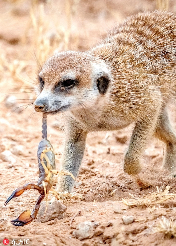 Cuối cùng, cầy meerkat con vượt qua được thử thách và cầy meerkat trưởng thành giúp nó giết chết con bọ cạp khổng lồ một cách nhanh chóng, dễ dàng. (Ảnh: Sina)