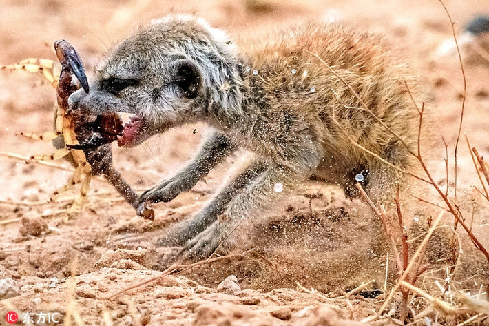 Theo quan sát, con bọ cạp là do một con cầy meerkat trưởng thành đào được trong lòng đất. Những tưởng cầy meerkat sơ sinh chưa biết mùi đời, nó chạy thẳng về phía cầy meerkat nhỏ với hy vọng sẽ thoát khỏi cái chết đang trực chờ. (Ảnh: Sina)