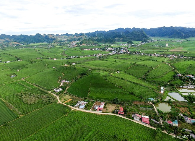 ...và khu đồi chè, một trong những đặc trưng của vùng đất cao nguyên miền Tây Bắc này.
