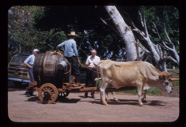 Người dân Cuba sử dụng bò kéo xe để chở hàng hóa.