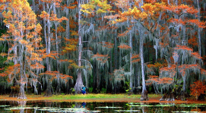 Hồ Caddo mang một vẻ đẹp tự nhiên không nơi nào có. Ảnh: Nature