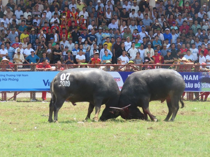 Sáng 7/9, Lễ hội chọi trâu Đồ Sơn 2019 đã diễn ra tại sân vận động quận Đồ Sơn với sự tham gia của 16 “ông trâu” đến từ 7 phường trên địa bàn quận Đồ Sơn.