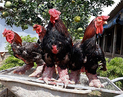 Gà Đông Tảo (Khoái Châu, Hưng Yên) từ lâu đã được xem là giống gà quý hiếm thuần chủng của Việt Nam, thường được dùng để tiến vua vào thời xa xưa. Hiện nay, chúng là đặc sản thường chỉ dành cho những người giàu có.