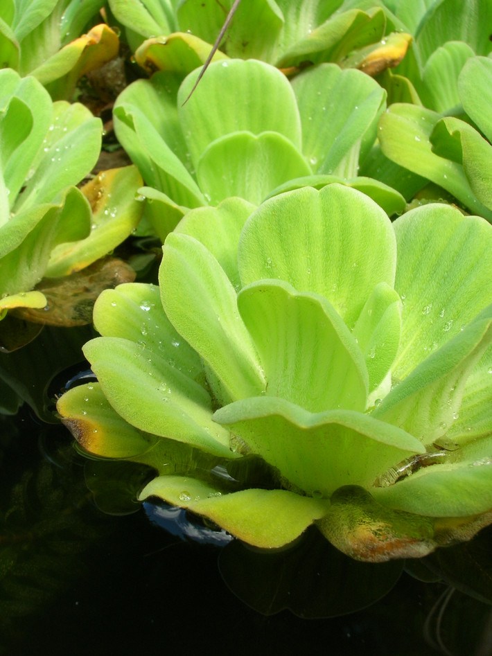 Thu hái toàn cây quanh năm, thường dùng tươi, không phải chế biến gì đặc biệt. Tuy nhiên cũng có thể phơi khô để dùng dần.