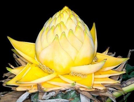 Hoa chuối có màu vàng kim được xem là giúp tăng tài lộc cho gia chủ khi bày trong nhà.