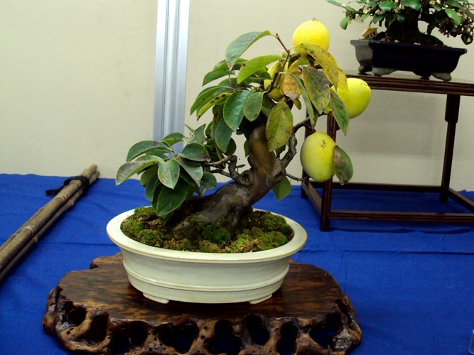 Một chậu bonsai cây ăn quả ấn tượng.