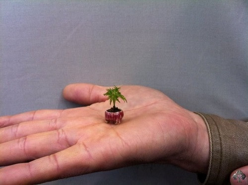 Cây bonsai mini nhỏ nhất được ghi nhận trong Kỉ lục Guiness.