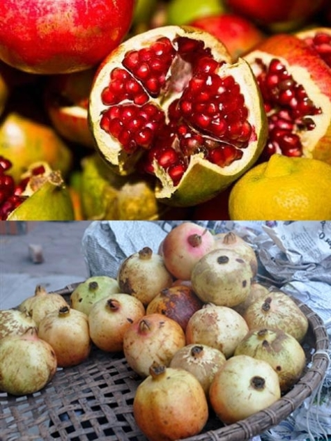 Lựu Việt Nam (ảnh trên) trái nhỏ, hột nhiều, dày, màu da xanh. Lựu TQ (ảnh dưới) to, tròn, vỏ mỏng, màu trắng hồng.