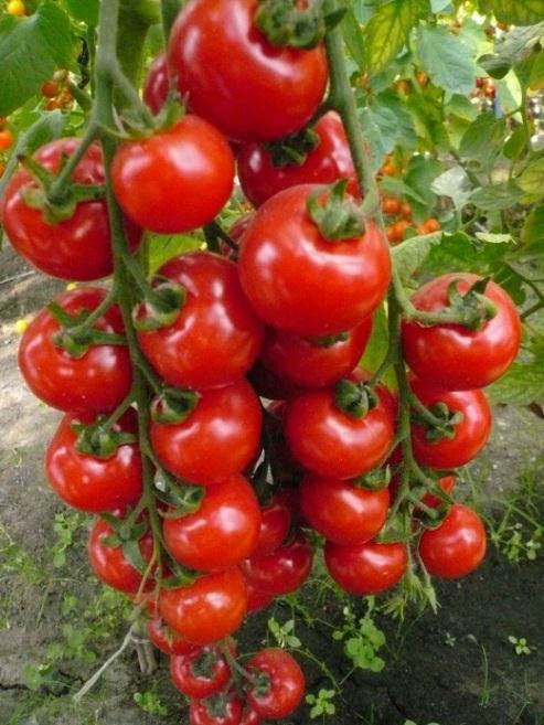 Đối với đất trồng, cần thêm nhiều phân xanh hữu cơ đã ủ cho mục nát, lớp phân này dày khoảng 6 - 8 cm. Bởi vì, cà chua đòi hỏi đất trồng phải thật giàu chất dinh dưỡng hữu cơ. Nếu bạn không thể tự ủ phân xanh hữu cơ tại nhà thì có thể mua sẵn ở các cửa hàng.
