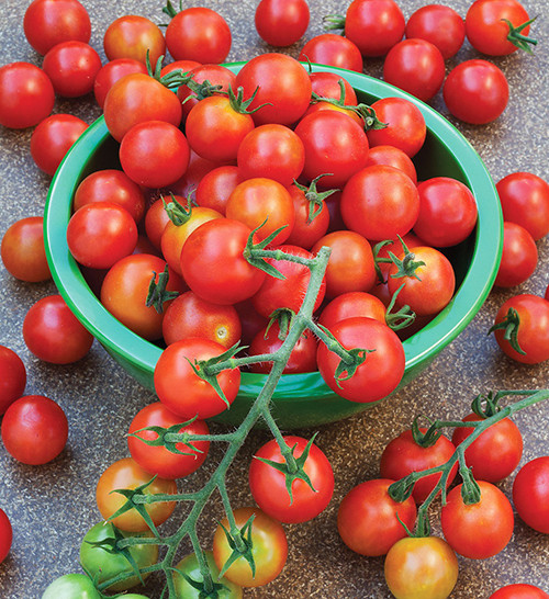 Giá hạt giống cà chua cherry tại các cửa hàng rao bán dao động từ 30.000 đồng/gói.