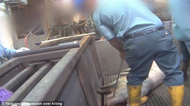 Ông Adam Tarr, phát ngôn viên của Bộ Nông nghiệp Mỹ cho biết: “Hành động của những người công nhân trong đoạn phim ngắn ấy là không thể chấp nhận được. Nếu đoạn video được xác minh tính xác thực thì chúng tôi chắc chắn sẽ tích cực điều tra đối với sự việc này”.