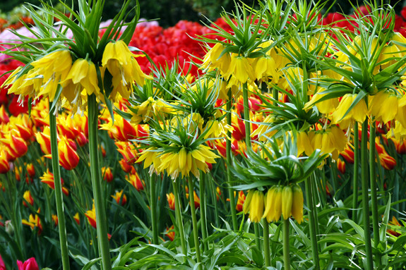 Hoa Crown Imperial, nghĩa là hoa vương miện hoàng đế, sở dĩ có tên gọi như vậy là bởi hình dáng hoa trông giống chiếc vương miện.