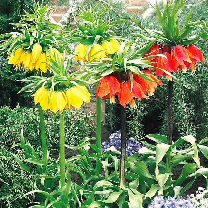 Loại hoa này thuộc chi Fritillaria của họ Liliaceae (Hoa Lyly). Hoa Crown Imperial tự nhiên thích sống ở những vùng cao nguyên như Iran, Afghanistan, Pakistan và dãy Himalaya.