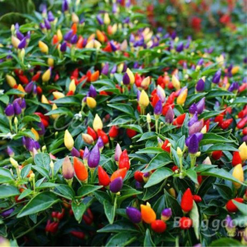 Dù trồng cây làm cảnh, bạn vẫn có thể thu hoạch quả ớt để dùng làm gia vị chế biến món ăn.