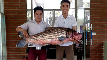 Anh Đỗ Hoàng Việt, chủ nhà hàng này cho biết, con cá Hô quý hiếm nặng khoảng 32kg được mua với giá 50 triệu đồng.