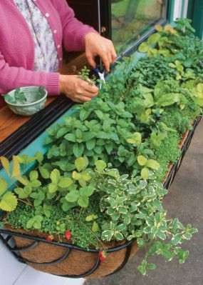 Vườn rau ngoài cửa sổ đẹp mắt.