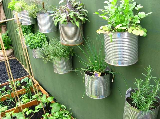 Những lon sữa cũng được tận dụng để trồng rau.