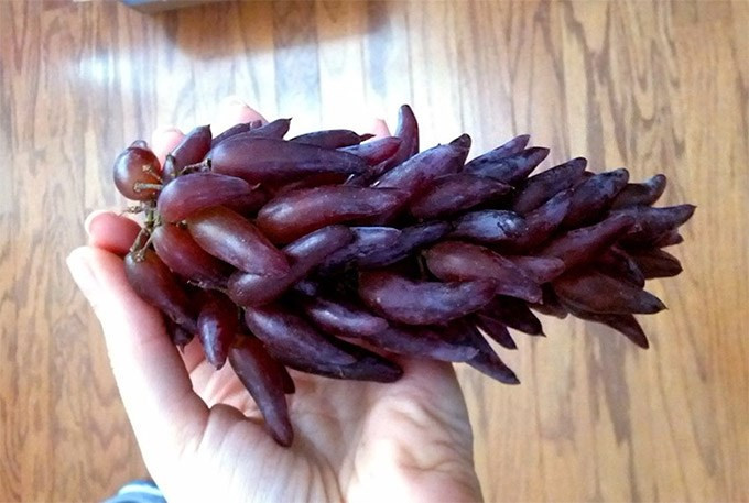 Mỗi quả nho phù thủy dài khoảng 4cm, đường kính 1cm. Khi chín, nho có màu tím đỏ đậm, da căng bóng. Nho không hạt, vị ngọt sắc, thơm dịu nhẹ.