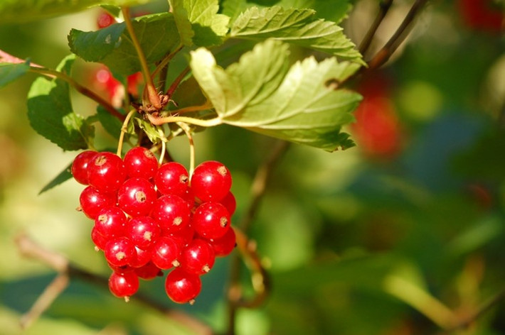 Quả Ribes rubrum hay còn gọi là nho đỏ, có nguồn gốc từ một số nước Bỉ, Pháp, Na Uy, Thụy Điển, Đức, Hà Lan... được nhiều người yêu thích vì hương vị và hình dáng căng mọng của chúng.