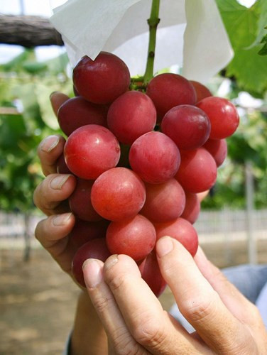 Giống nho có giá đắt nhất: Một chùm nho Ruby Roman gồm 26 quả, nặng gần 0,7kg đã được một đầu bếp Nhật Bản đấu giá thành công lên tới 1 triệu yên (8.200 USD). Theo tính toán, mỗi quả nho sẽ có giá khoảng trên 315 USD tương đương khoảng gần 7 triệu đồng.
