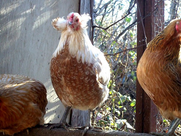 Ngoài việc sở hữu hai “má bông” ấn tượng, gà Araucana Nam Mỹ còn nổi tiếng nhờ việc “sản xuất” ra những quả trứng màu xanh xinh đẹp.