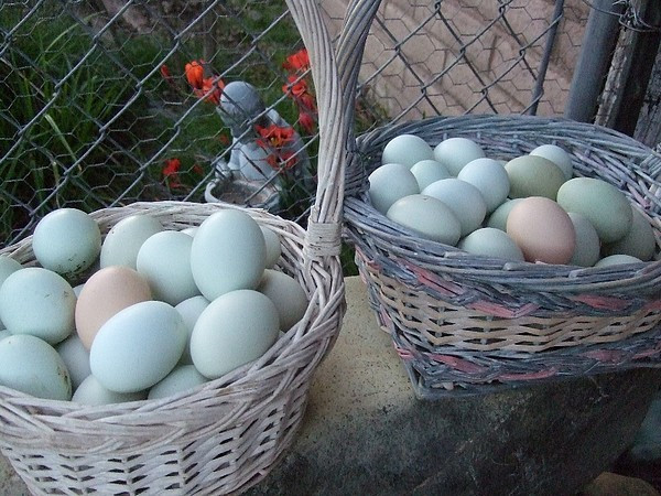 Trứng của gà Araucana có vỏ màu xanh nước biển hay xanh lá cây.