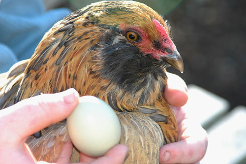Chính vì thế, giống gà Araucana ngày càng hút khách. Chúng sở hữu một số đặc điểm đặc biệt mà các giống gà khác không có, nổi bật là bộ lông rối và lông gần tai dài.