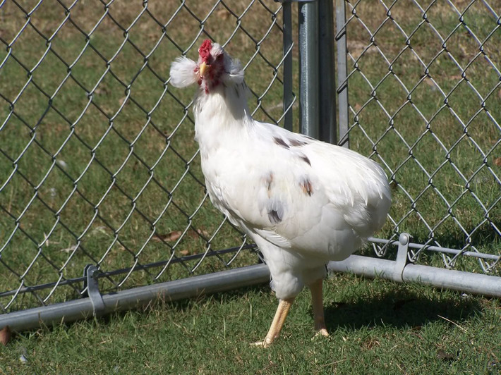 Gà đẻ trứng xanh Araucana quý hiếm gây tò mò với người tiêu dùng bởi khả năng đẻ trứng xanh kỳ dị.