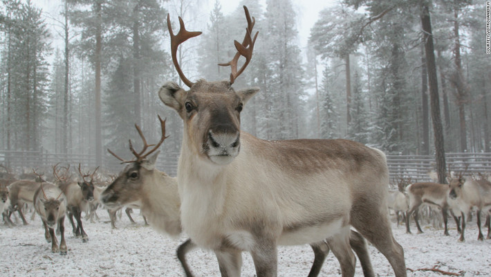 Chúng mang về khoản thu nhập chính cho những người dân ở tỉnh Lapland, Phần Lan.
