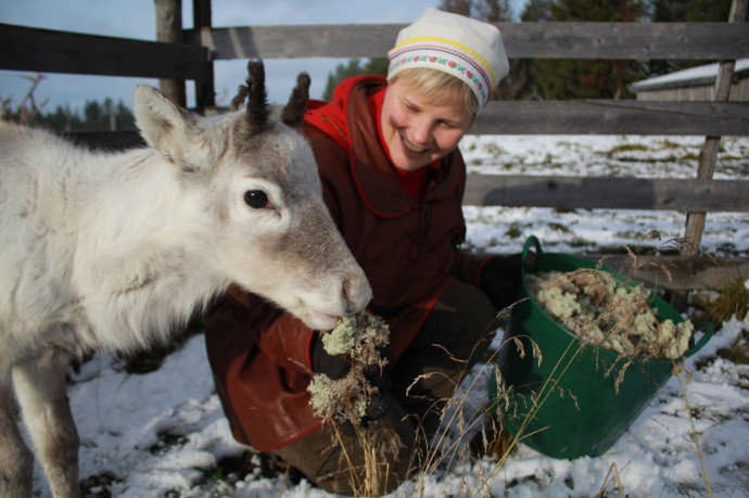 Ở bắc Lapland, tuần lộc chăn nuôi vẫn là một nguồn thu nhập lớn cho nhiều gia đình.