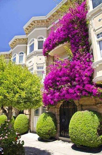 Dường như ai đi ngang qua đường đều bị luôi cuốn bởi những giỏ hoa trang trí ban công.