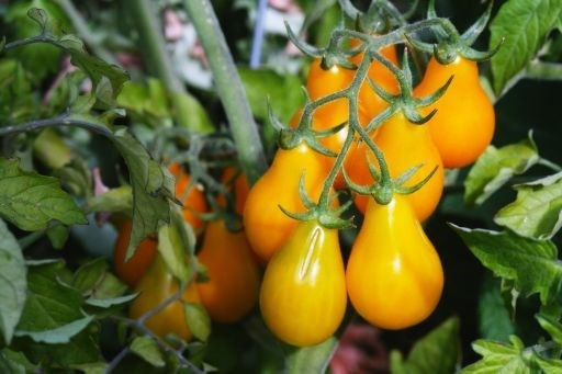 Giống cà chua độc lạ này có tên tiếng Anh là Yellow Pear bởi hình dáng giống quả lê và có màu vàng bắt mắt.