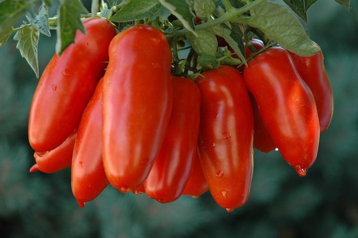 Giống cà chua mang hình dáng quả dài như quả dưa chuột có tên San Marzano đang rất được ưa chuộng trên thị trường thế giới.