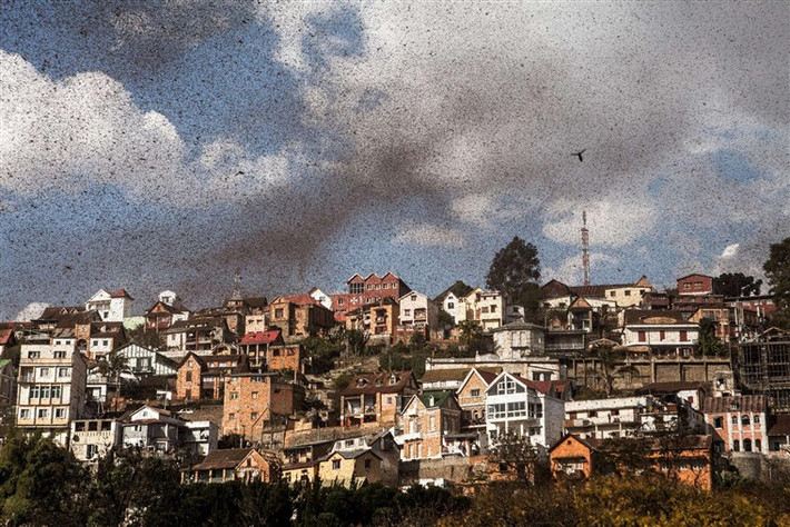 Năm 2014, người dân ở Madagascar đối mặt với đại dịch châu chấu tồi tệ nhất trong 60 năm qua. Hàng tỷ con châu chấu trên bầu trời giống những đám mây đen dày đặc tàn phá khoảng 2/3 diện tích Madagascar.