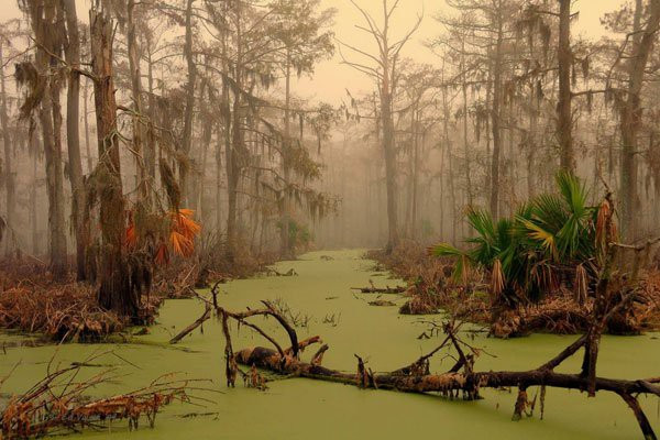 Nằm ở New Orleans, tiểu bang Louisiana, Mỹ, đầm lầy Manchac là một địa điểm kỳ bí gắn liền với những câu chuyện rùng rợn, khó lý giải.