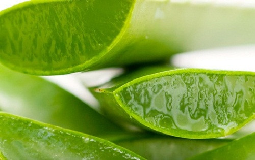 Lô hội: Lấy gel lá lô hội bôi lên các vết rạn da và để yêm trong 15 phút trước khi rửa. Sử dụng hàng ngày này để có kết quả.
