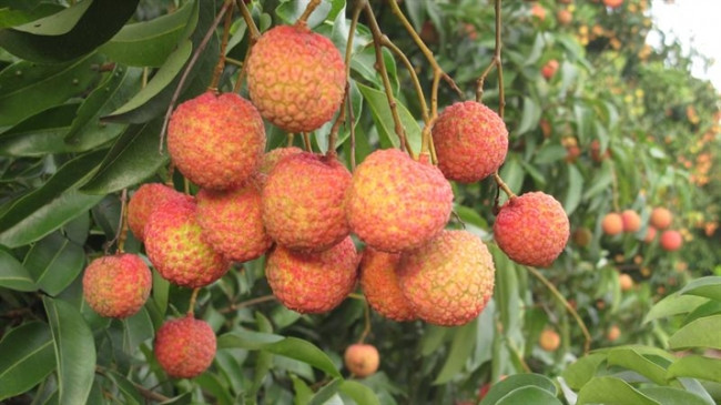 Chống lão hóa: Vitamin C có nhiều trong vải có thể giúp làm chậm quá trình lão hóa và duy trì sức khỏe. Vitamin C rất hữu ích trong việc chống lão hóa vì nó cải thiện độ đàn hồi của làn da, giúp làn da rạng rỡ, trẻ trung.