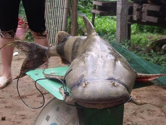 Dinh dưỡng của thịt cá chiên cao ngang ngửa với thịt cá trắm đen và cá hồi, do đó, giá khá đắt, khoảng 500.000 - 700.000 đồng/kg. (Ảnh: Ytimg)