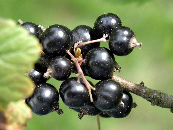 8. Lý chua đen: giàu vitamin C. Trong 100g lý chua có chứa 181mg vitamin C và 322mg kali và giàu chất chống oxy hóa, giúp giảm mỡ mãu và tăng khả năng miễn dịch. Lý chua đen còn được sử dụng trong phương pháp điều trị cả hai triệu chứng thoái hóa thần kinh như rối loạn tâm trạng và Parkinson.