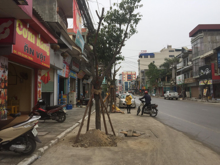 Hàng cây xanh đô thị được trồng trên khoảng rộng 2 mét được đổ bê tông tiếp giáp ngay giữa lòng đường và khu vực vỉa hè.