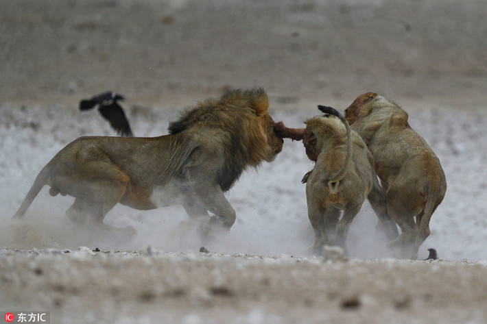 Mới đây, tại công viên quốc gia Etosha, Namibia, nhiếp ảnh gia động vật hoang dã Gordon Donovan ghi được những hình ảnh ấn tượng về cuộc cạnh tranh khốc liệt giữa những con sư tử đực trẻ tuổi và đàn anh của chúng.