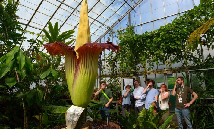 Năm 2010, Amorphophallus Titanum tại vườn lan Winnipesaukee ở Gilford, New Hampshire, Mỹ gây chú ý khi nở hoa và bông họa đạt chiều cao lên tới 3,1m.