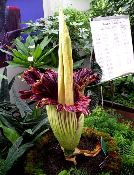 Amorphophallus Titanum nổi tiếng thế giới là loài cây có hoa cao nhất thế giới. Công chúng thường gọi nó là hoa xác chết.